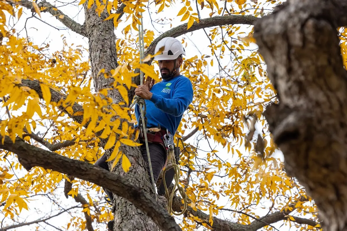 Skilled Tree Pruning crew working in Hazleton