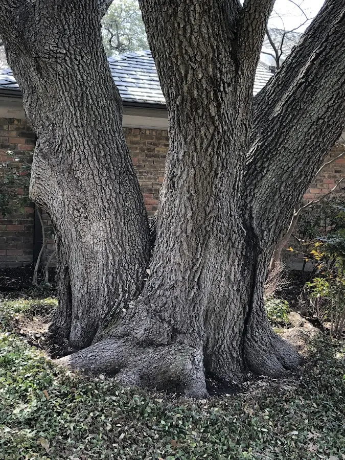 Mature heritage tree close to a Hazleton property cared for by certified arborists